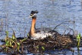 Grebes mom on nest Royalty Free Stock Photo