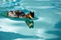 The Grebes & x28;Podicedidae& x29; in Wairepo Arm Royalty Free Stock Photo