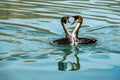 The Grebes & x28;Podicedidae& x29; in Wairepo Arm Royalty Free Stock Photo