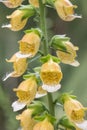 Grecian foxglove Digitalis laevigata, close-up of yellow-brown coloured flowers