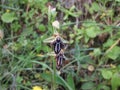 Grecian spider orchid