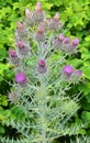 Grecian thistle cirsium