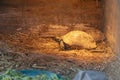 Grecian Wanderer - Greek Tortoise (Testudo graeca) in Greece Royalty Free Stock Photo