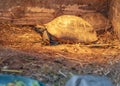 Grecian Wanderer - Greek Tortoise (Testudo graeca) in Greece Royalty Free Stock Photo