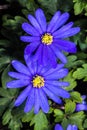 Grecian Windflower, Green Anemone Anemone bland