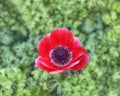 Grecian Windflower, Poppy Anemone. The huge, brilliantly red colored blossoms