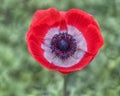 Grecian Windflower, Poppy Anemone. The huge, brilliantly red colored blossoms. Anemones would be perfect for spring dish gardens