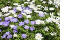 Grecian Windflowers - Anemone Blanda Royalty Free Stock Photo