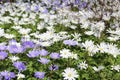 Grecian Windflowers - Anemone Blanda