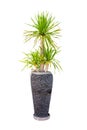 Gree Dracaena loureiri Gagnep in pot Plant from garden isolated