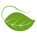 Gree leaf icon