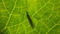 A gree leaf and a mosquito