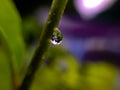 gree leaves plant rain water droping,in indian village garden plant rain water drop image