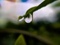 gree leaves plant rain water droping,in indian village garden plant rain water drop image
