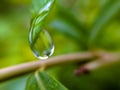 gree leaves plant rain water droping,in indian village garden plant rain water drop image