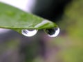 gree leaves plant rain water droping,in indian village garden plant rain water drop image