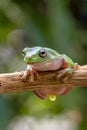 Gree tree frog Royalty Free Stock Photo