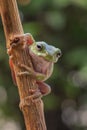 Gree tree frog Royalty Free Stock Photo