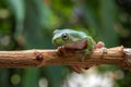 Gree tree frog Royalty Free Stock Photo