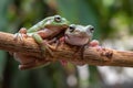 Gree tree frog Royalty Free Stock Photo