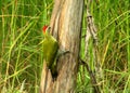 The gree woodpicker is a rare bird .