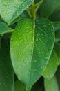 Greean leaf after rain Royalty Free Stock Photo