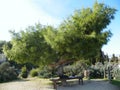 Greece, Athens, Kerameikos Cemetery, tree and bench for rest