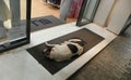 Greece, Athens, a sleeping dog on the threshold of a chic boutique Royalty Free Stock Photo