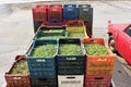 Olives harvested into plastic containers