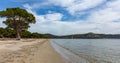 Greece, Attica. Schinias beach, National park. Pine trees on the sea beach, blue sky background