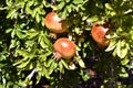 Greece, Botany, Fruit