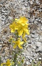 Greece , Botany, Hypericum