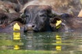 Greece, Buffalo bathing in Kerkini lake