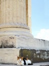 Greece, Cat is having siesta next to the antique column Royalty Free Stock Photo