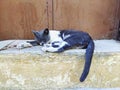 Greece cat sleeping on the stones Royalty Free Stock Photo