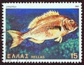 GREECE - CIRCA 1981: A stamp printed in Greece shows a Common dentex fish dentex dentex, circa 1981. Royalty Free Stock Photo