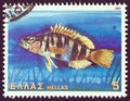 GREECE - CIRCA 1981: A stamp printed in Greece shows a Perka fish serranus scriba, circa 1981. Royalty Free Stock Photo