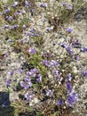 Botany, common sea-lavender