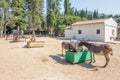 Corfu donkey rescue for mistreated donkeys in Paleokastritsa in Corfu, Greece Royalty Free Stock Photo