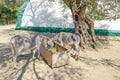 Corfu donkey rescue for mistreated donkeys in Paleokastritsa in Corfu, Greece Royalty Free Stock Photo