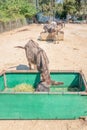 Corfu donkey rescue for mistreated donkeys in Paleokastritsa in Corfu, Greece Royalty Free Stock Photo