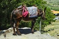 Greece, Crete, donkey