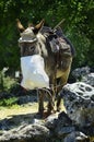 Greece, Crete, Donkey Royalty Free Stock Photo