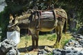 Greece, Crete, Donkey Royalty Free Stock Photo