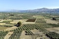 Greece, Crete, agriculture with olive trees Royalty Free Stock Photo