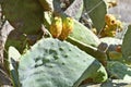Greece, Crete Island, prickly pear cactus Royalty Free Stock Photo