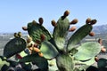 Greece, Crete Island, prickly pear cactus Royalty Free Stock Photo