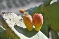 Greece, Crete Island, prickly pear cactus Royalty Free Stock Photo