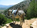 Greece, Crete, mule in mountain Royalty Free Stock Photo