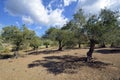 Greece, Crete, Olive Trees Royalty Free Stock Photo